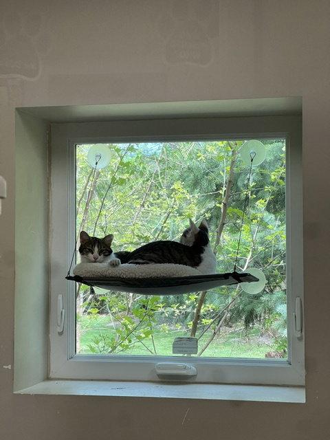 Joy, Adoptable, Young Female Domestic Short Hair.