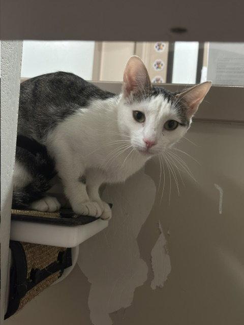 Joy, a Adoptable Domestic Short Hair in Holland, MI image 2/3