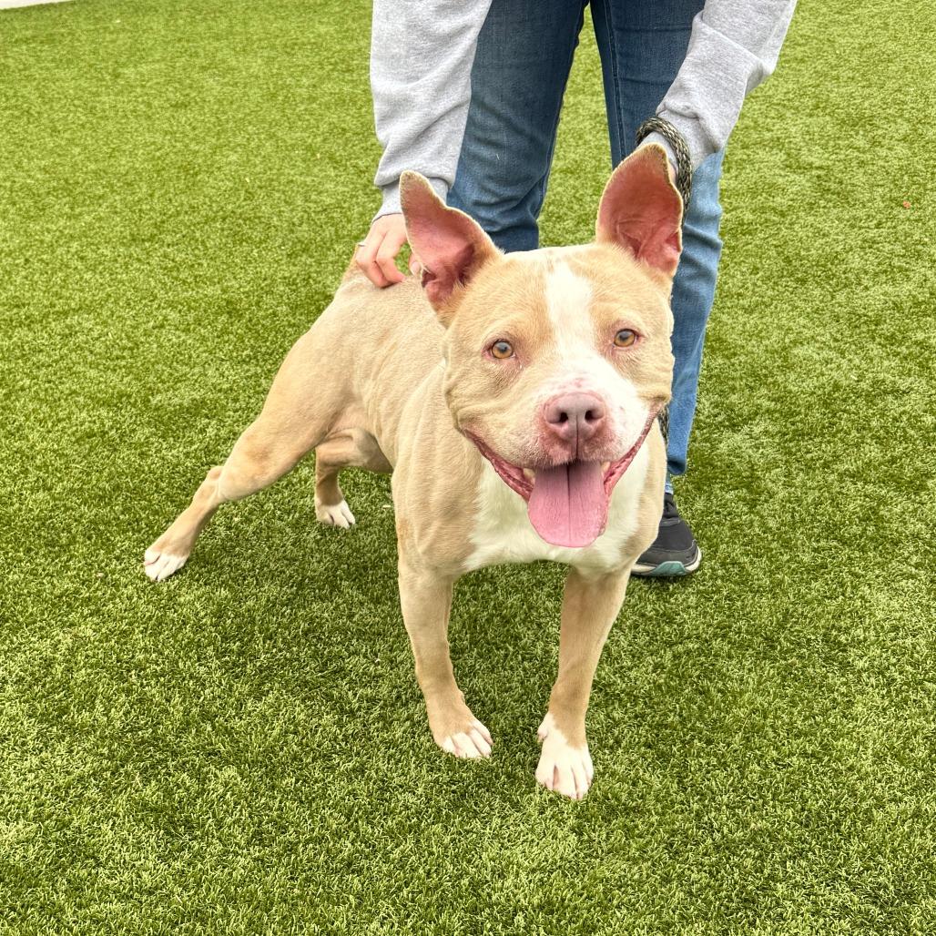 Enlarge Mila, a Adoptable American Staffordshire Terrier in Nashville, IN image 1/6