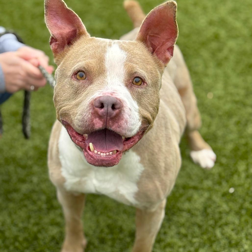 Mila, a Adoptable American Staffordshire Terrier in Nashville, IN image 1/6