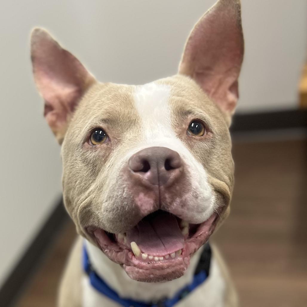 Mila, a Adoptable American Staffordshire Terrier in Nashville, IN image 2/6