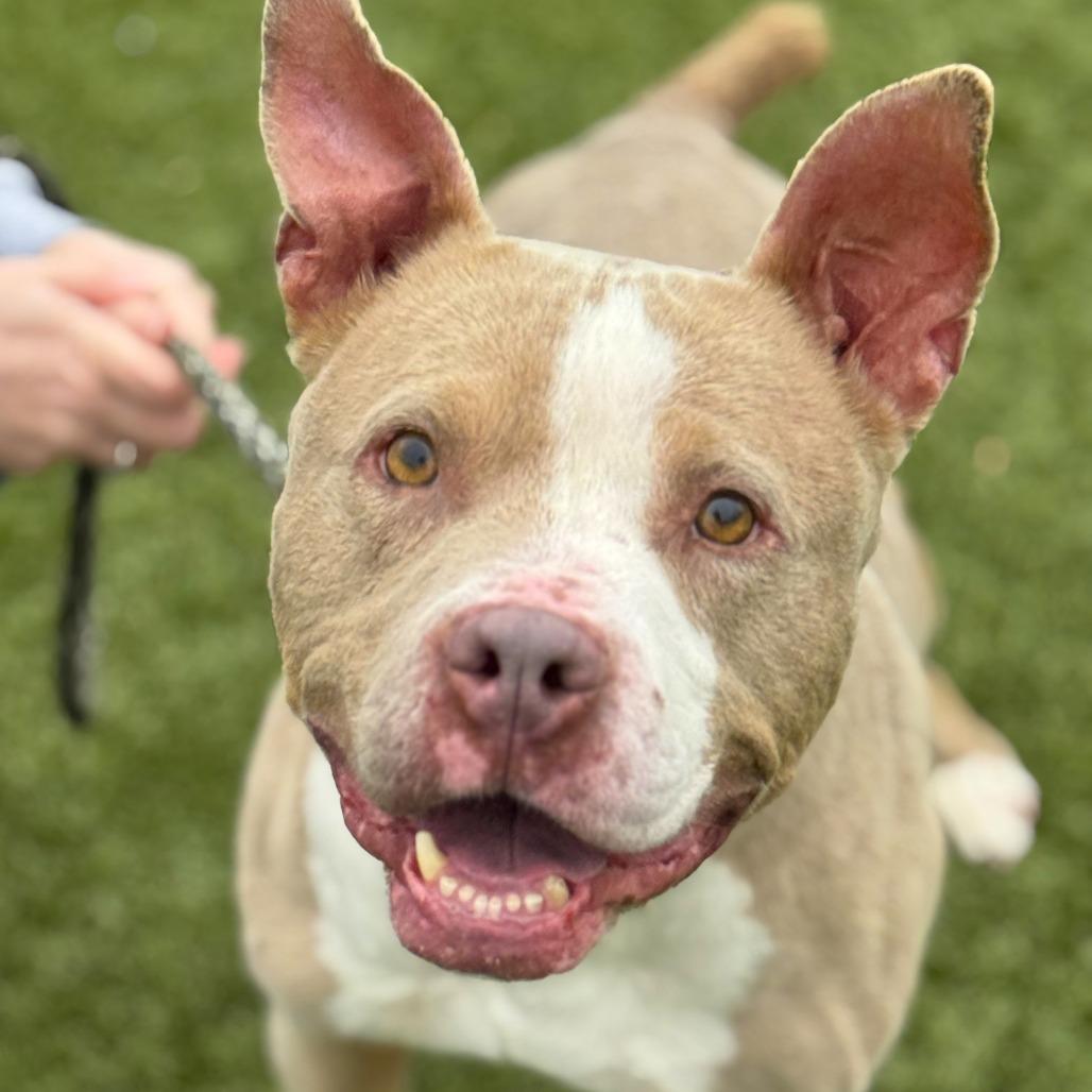 Mila, a Adoptable American Staffordshire Terrier in Nashville, IN image 3/6