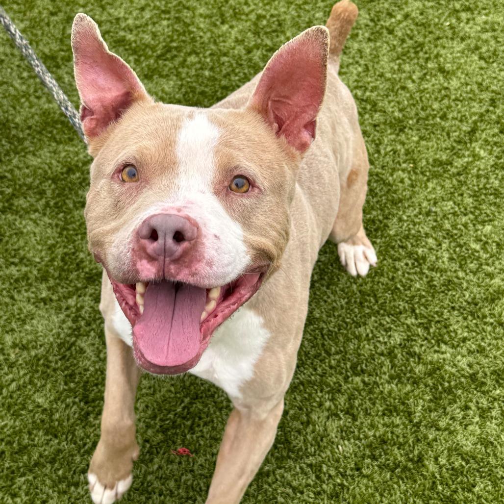 Mila, a Adoptable American Staffordshire Terrier in Nashville, IN image 4/6