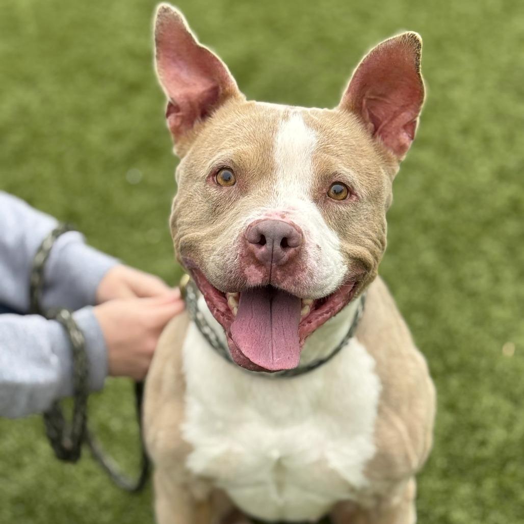 Mila, a Adoptable American Staffordshire Terrier in Nashville, IN image 5/6