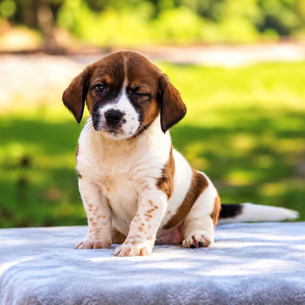 Enlarge Pippa, a Adoptable mixed breed in Newburgh, NY image 1/4