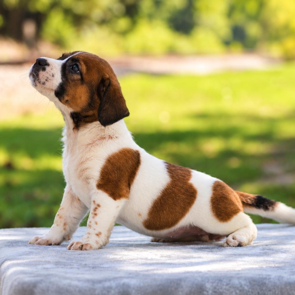 Enlarge Pippa, a Adoptable mixed breed in Newburgh, NY image 2/4