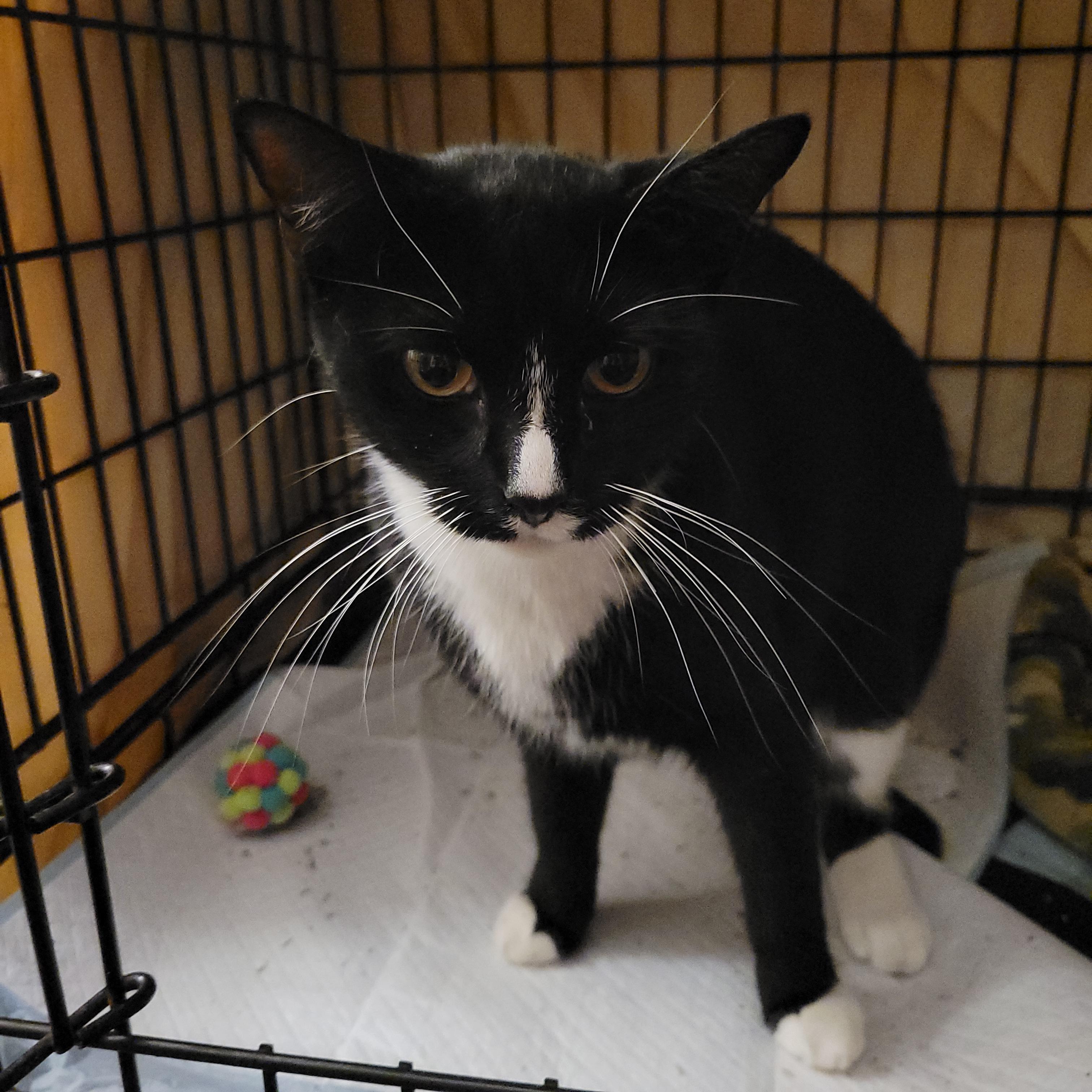 Enlarge Sky, a Adopted Domestic Short Hair in Port Orange, FL image 1/3