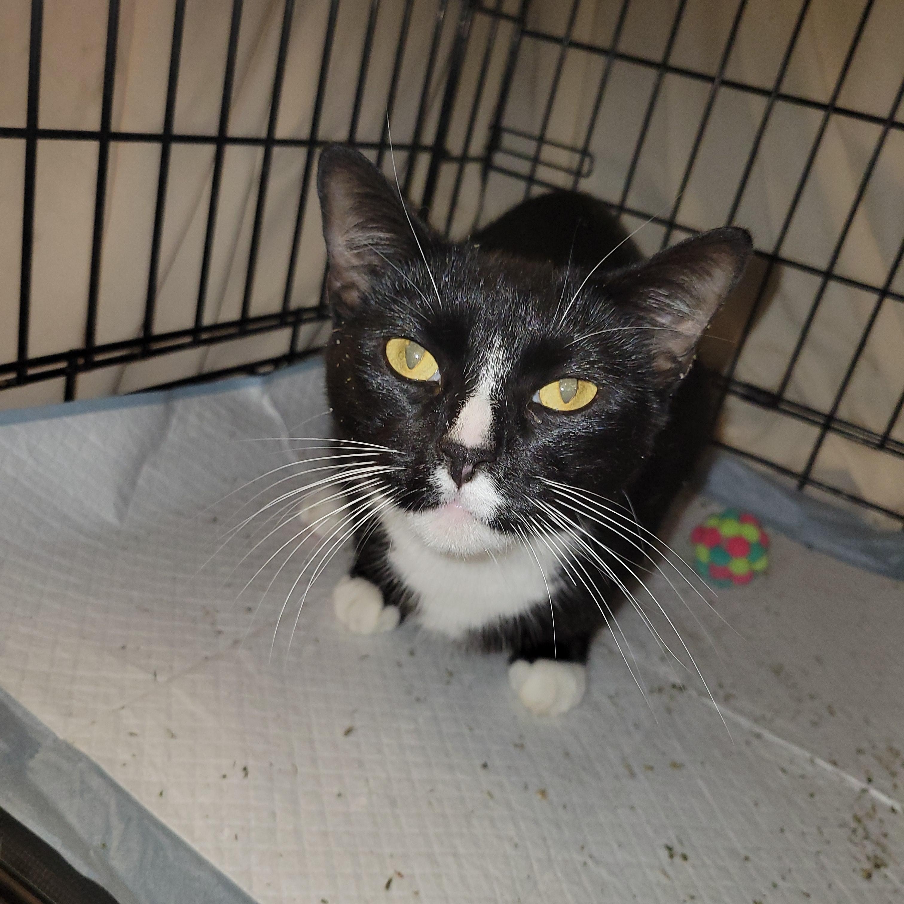 Enlarge Sky, a Adopted Domestic Short Hair in Port Orange, FL image 2/3