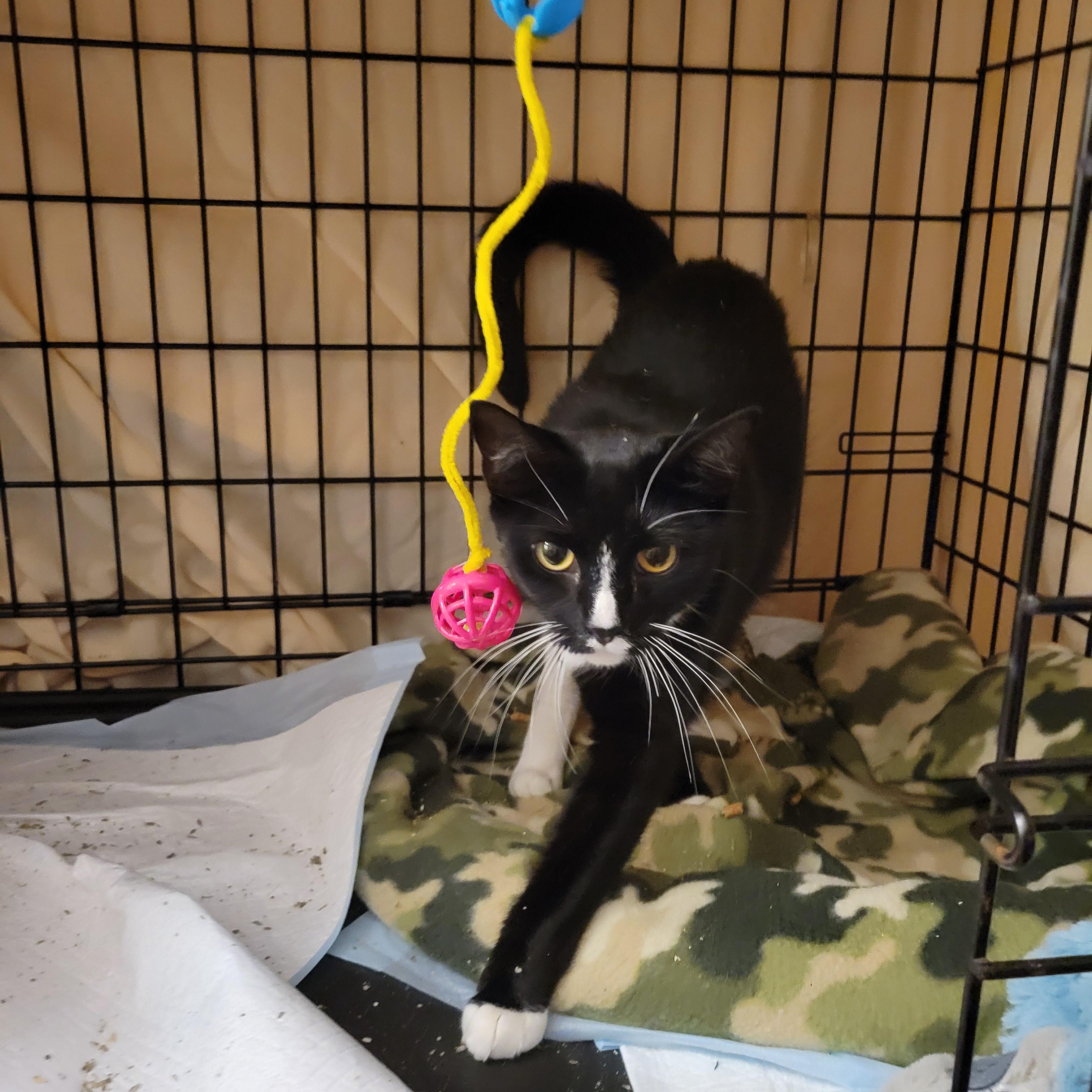 Enlarge Sky, a Adopted Domestic Short Hair in Port Orange, FL image 3/3