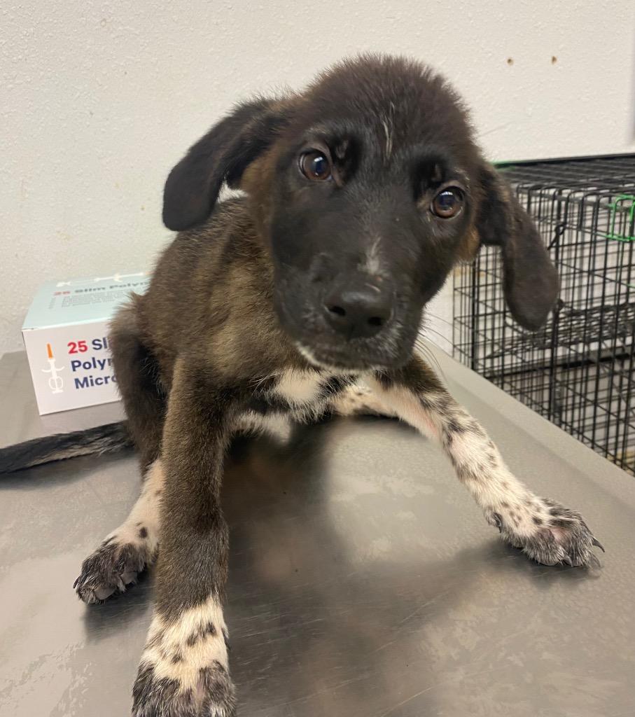 Enlarge Jack Skellington, a Adoptable mixed breed in Lockhart, TX image 1/1