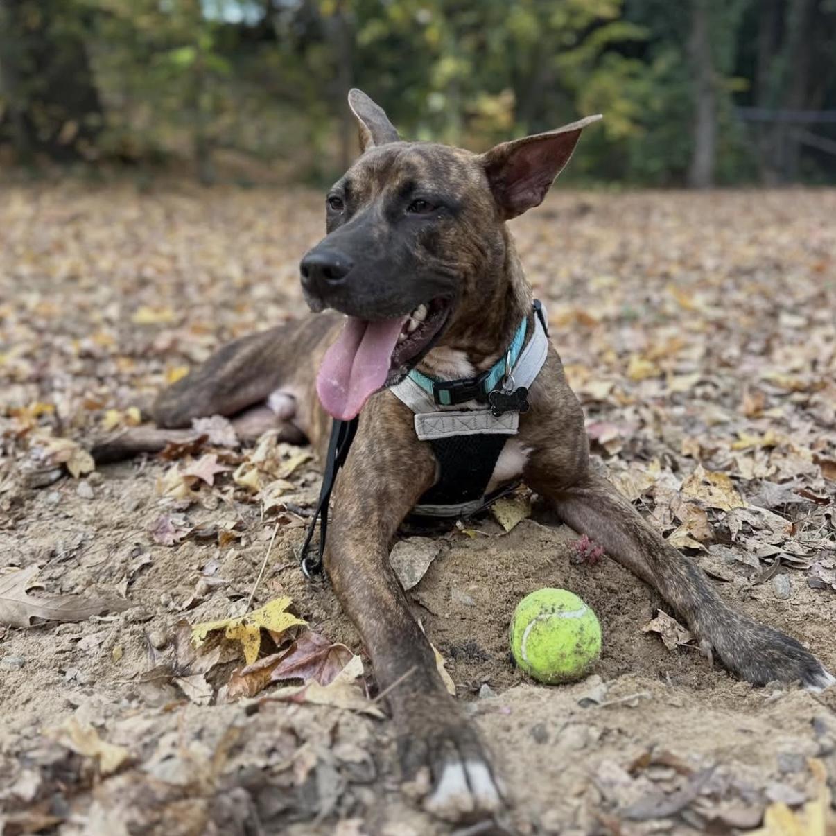 Matrix, an adopted mixed breed in Stowe, VT image 6/6