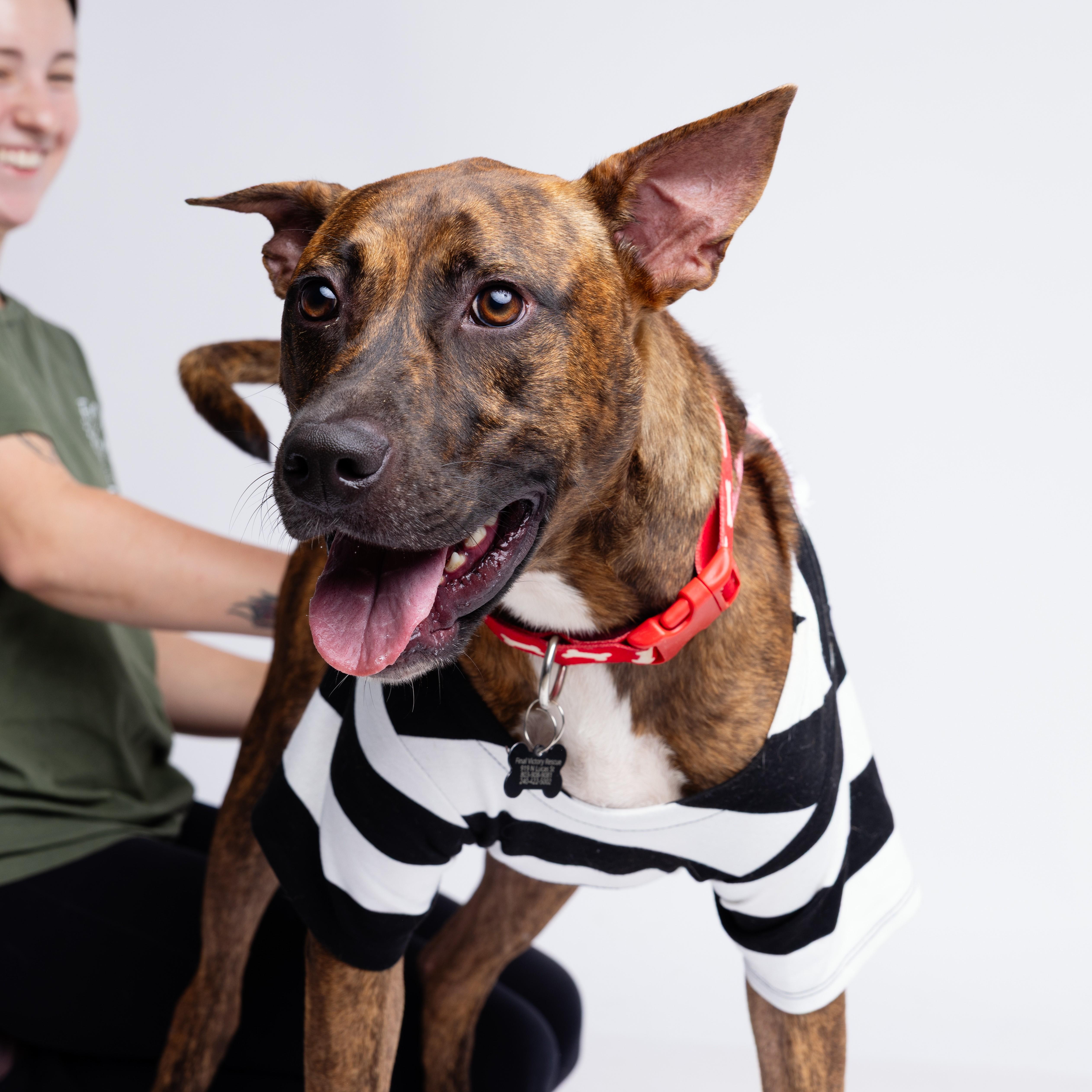 Matrix, an adopted mixed breed in Stowe, VT image 2/6