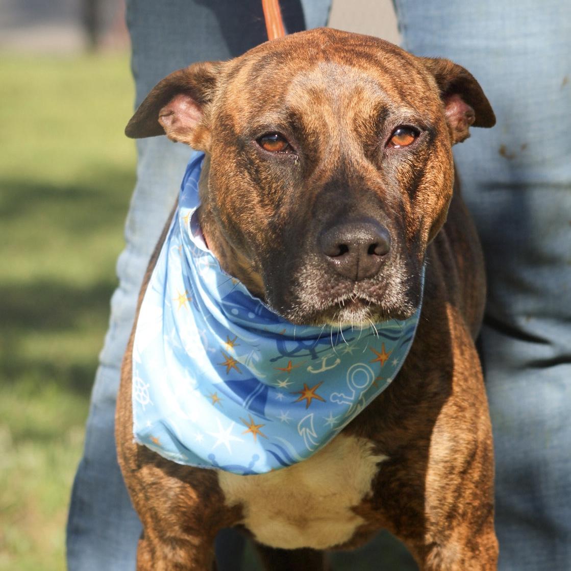 Matrix, an adopted mixed breed in Stowe, VT image 1/6