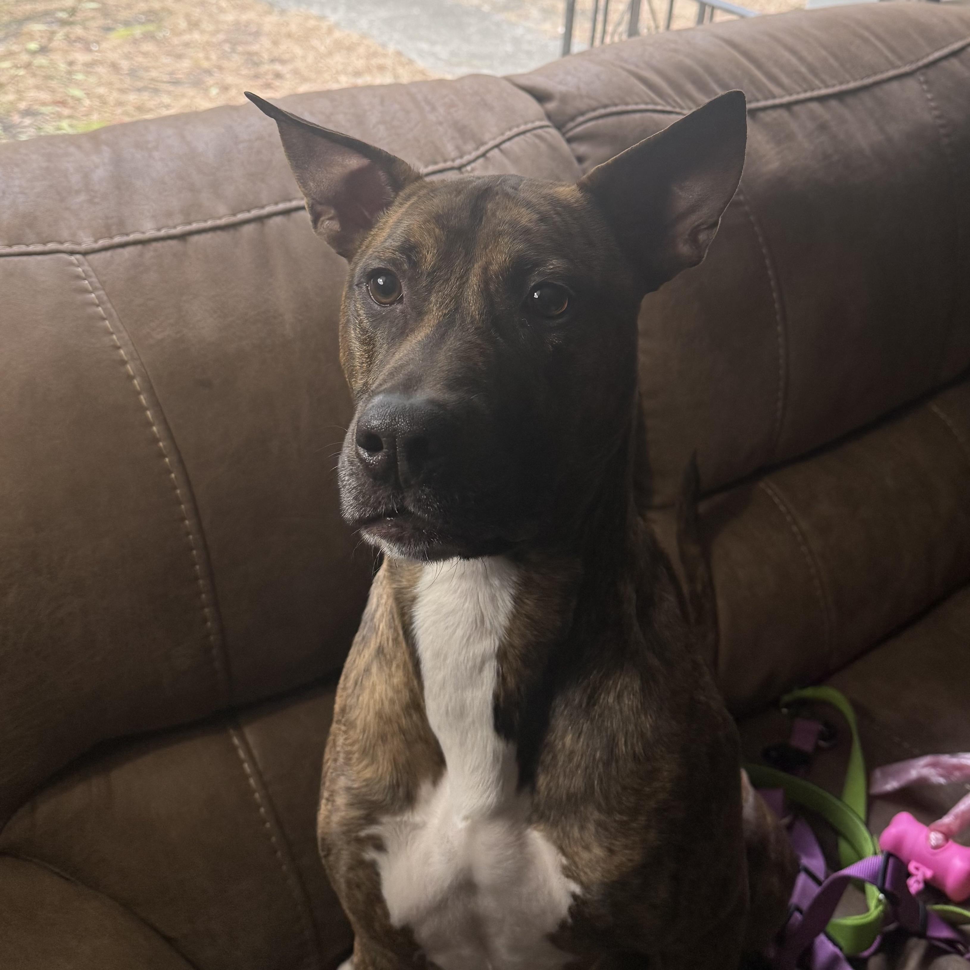 Matrix, an adopted mixed breed in Stowe, VT image 4/6