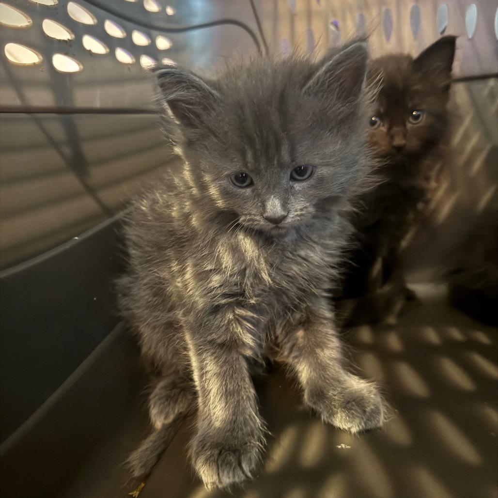 Cat #2, Adoptable, Kitten Female Domestic Long Hair.