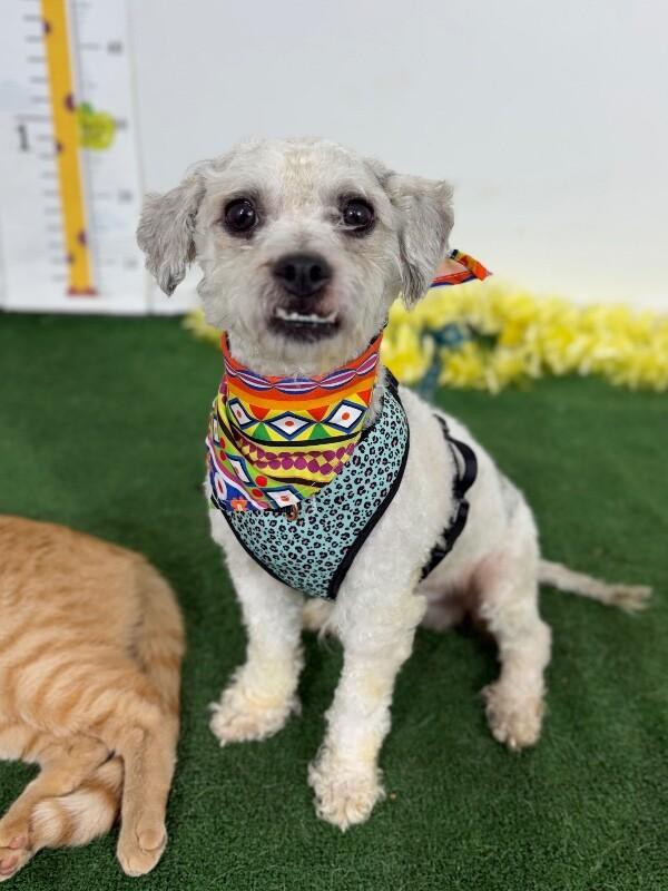 Enlarge Boots, an adopted mixed breed in Indio, CA image 1/2