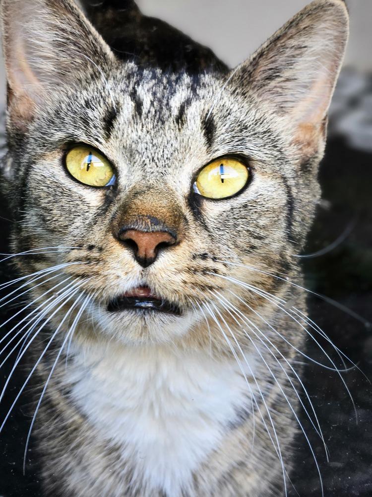 Mama Queenie, a Adoptable Domestic Short Hair in Lorain, OH image 1/5