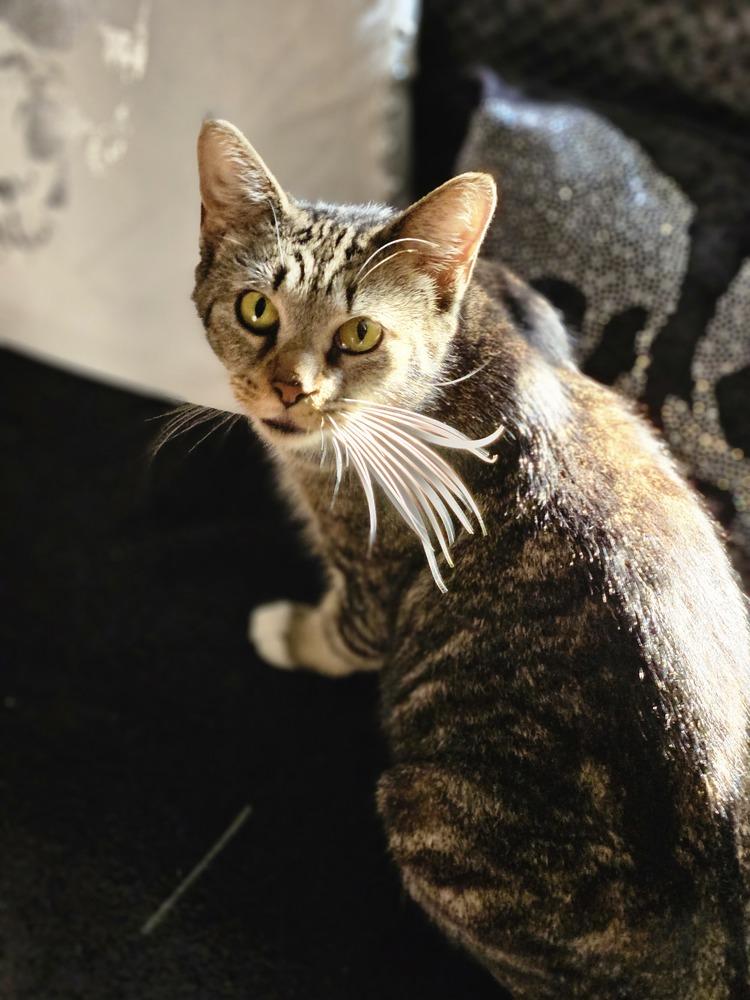 Mama Queenie, a Adoptable Domestic Short Hair in Lorain, OH image 2/5