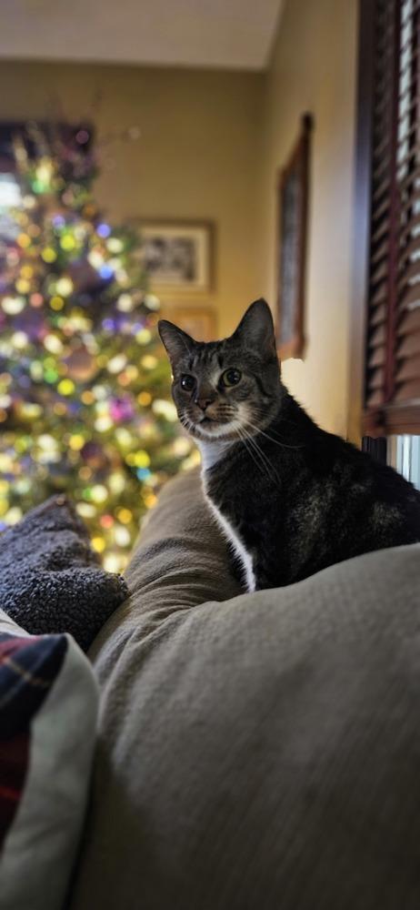 Mama Queenie, a Adoptable Domestic Short Hair in Lorain, OH image 3/5