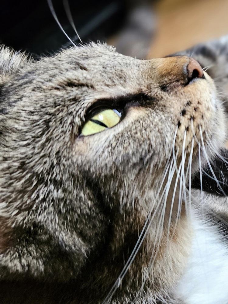 Mama Queenie, a Adoptable Domestic Short Hair in Lorain, OH image 4/5