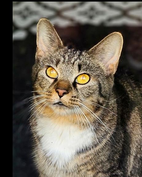 Mama Queenie, a Adoptable Domestic Short Hair in Lorain, OH image 5/5