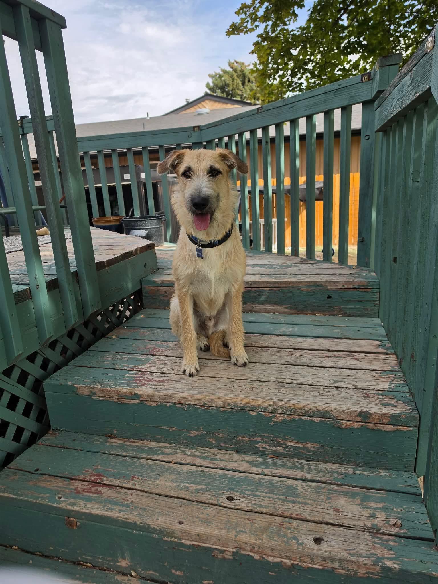 Finn, Adoptable, Young Male German Shepherd Dog.