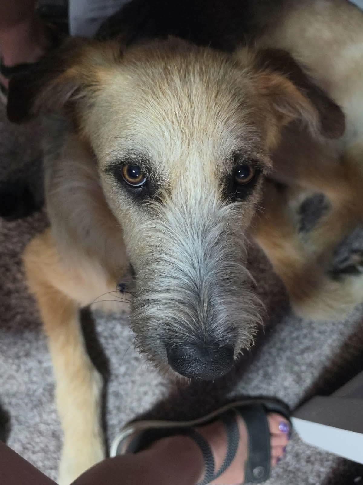 Enlarge Finn, a Adoptable German Shepherd Dog in Jerome, ID image 3/6