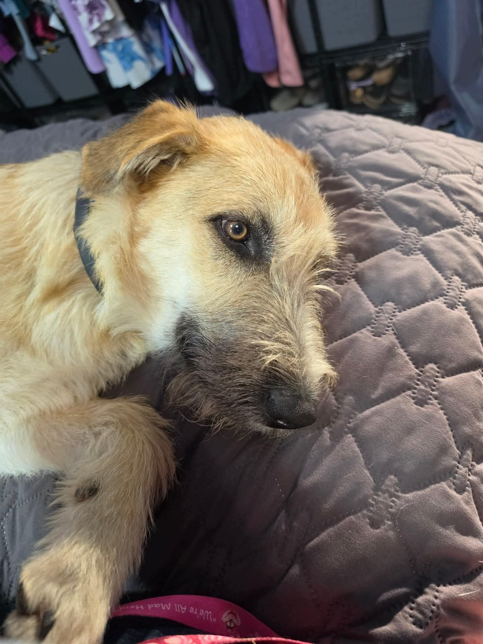 Enlarge Finn, a Adoptable German Shepherd Dog in Jerome, ID image 4/6