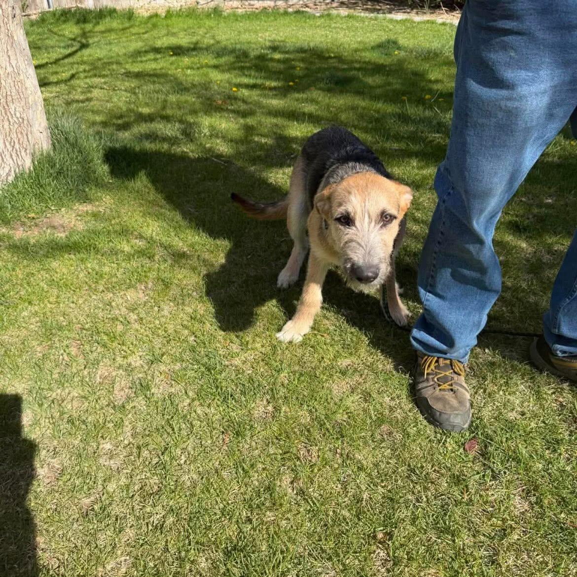 Shamrock, a Adoptable German Shepherd Dog in Jerome, ID image 1/4