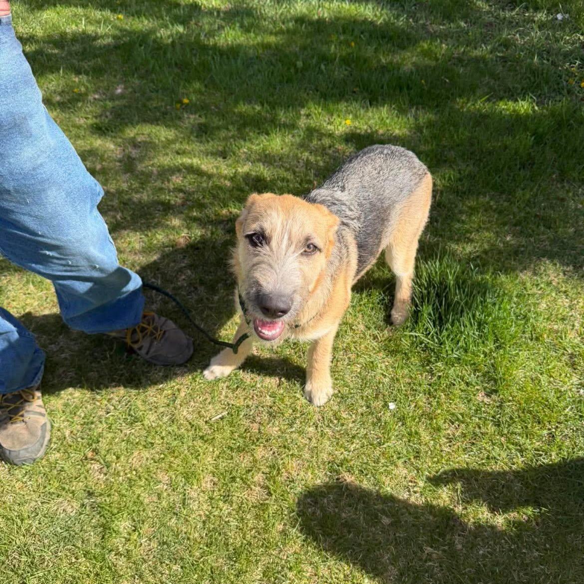 Shamrock, a Adoptable German Shepherd Dog in Jerome, ID image 4/4