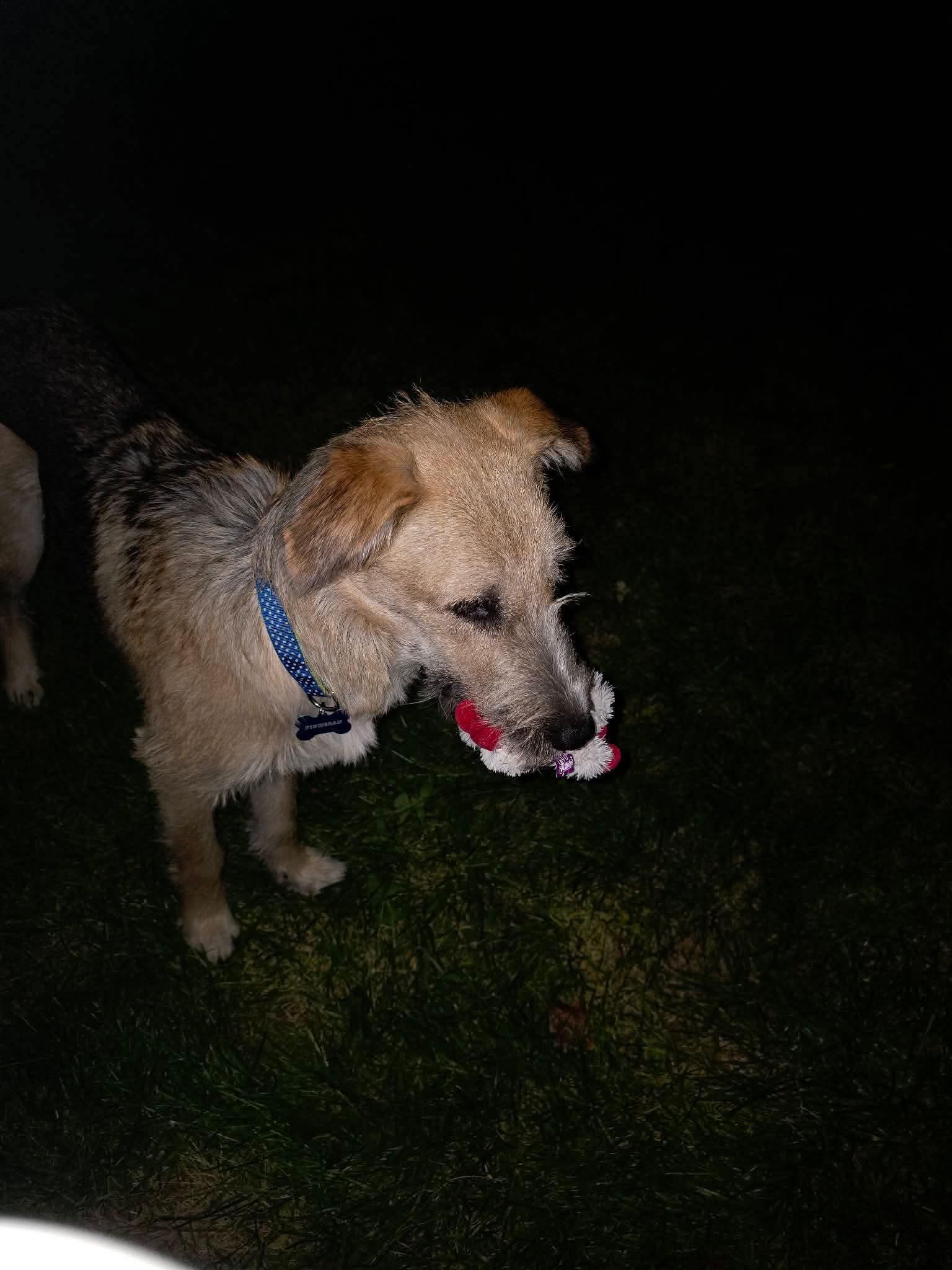 Enlarge Finn, a Adoptable German Shepherd Dog in Jerome, ID image 6/6