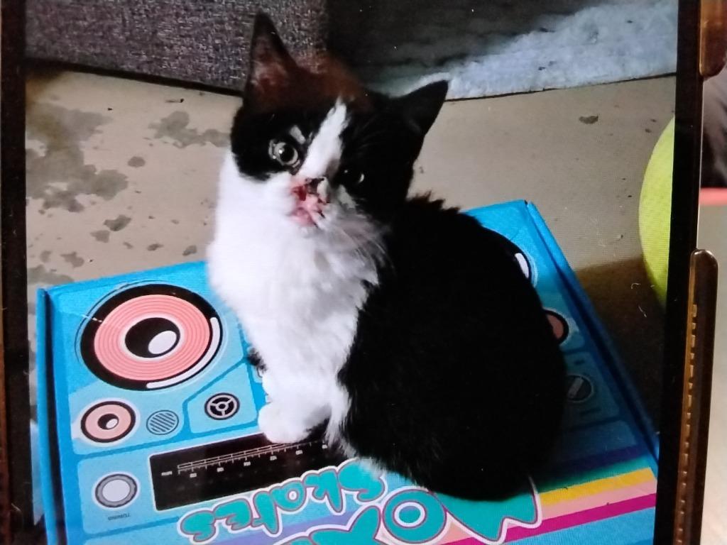 Scarface, Adoptable, Kitten Male Domestic Short Hair.