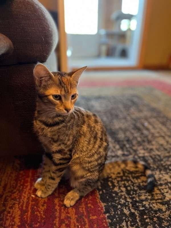 Sassy, a Adoptable Domestic Short Hair in Woodmere, NY image 1/5