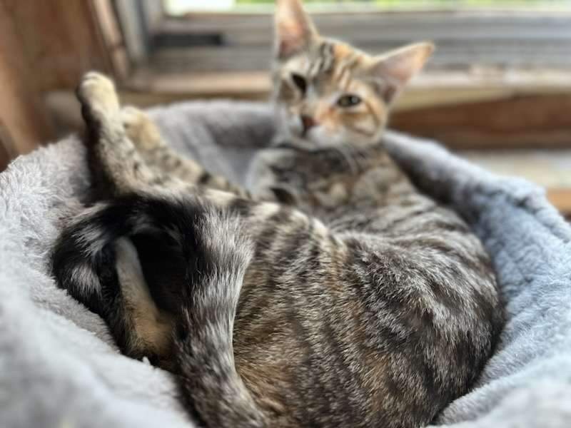 Sassy, a Adoptable Domestic Short Hair in Woodmere, NY image 3/5