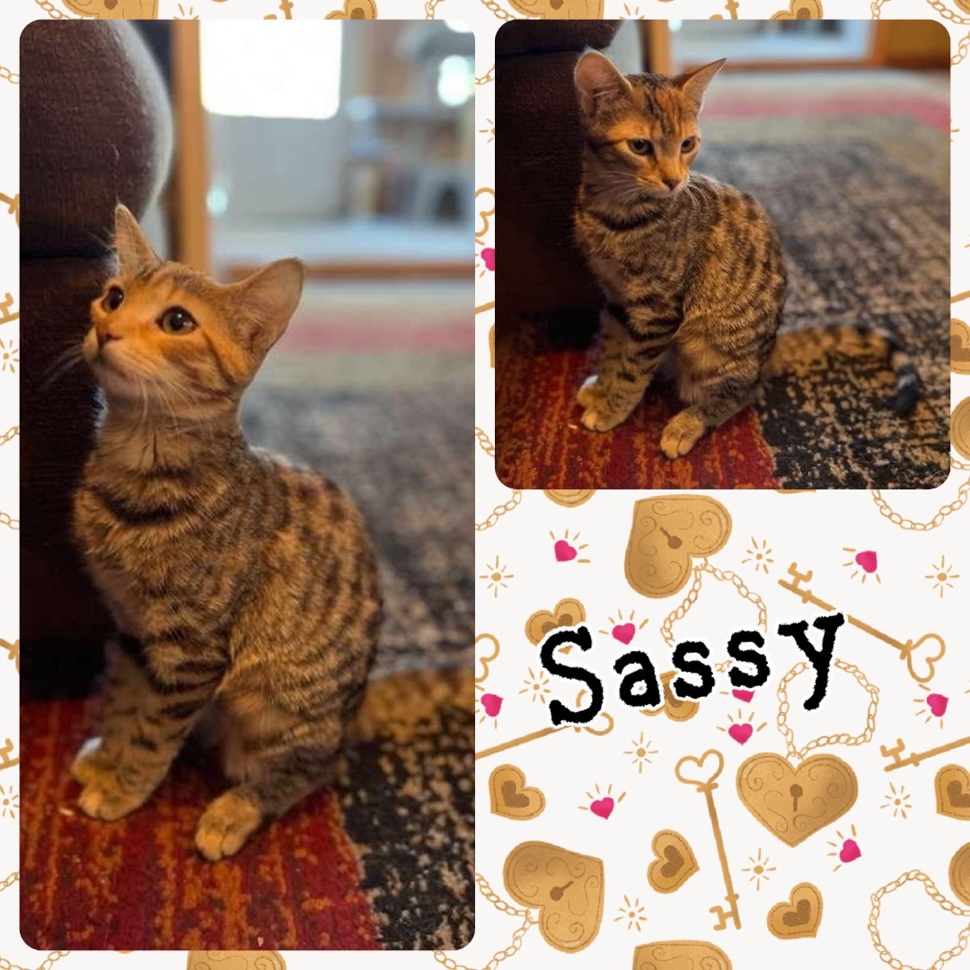 Sassy photo 2