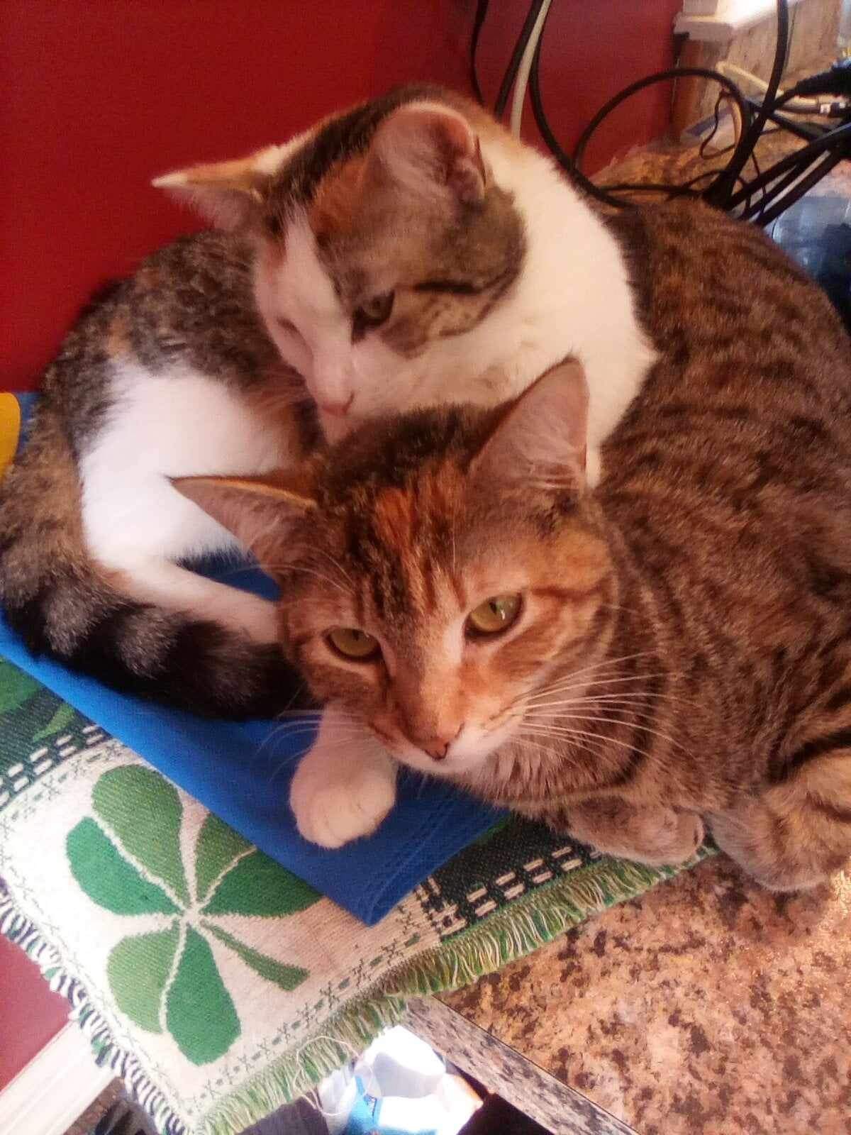 Sassy, a Adoptable Domestic Short Hair in Woodmere, NY image 5/5