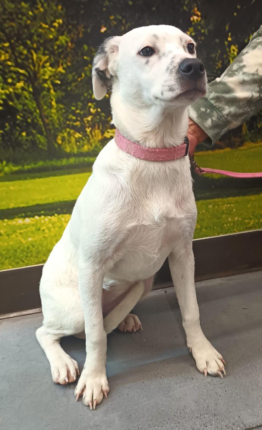 Paloma, a ADOPTABLE mixed breed in San Diego, CA image 2/6