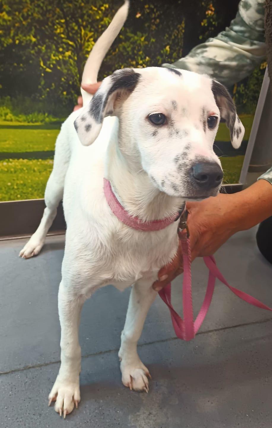 Paloma, a ADOPTABLE mixed breed in San Diego, CA image 3/6