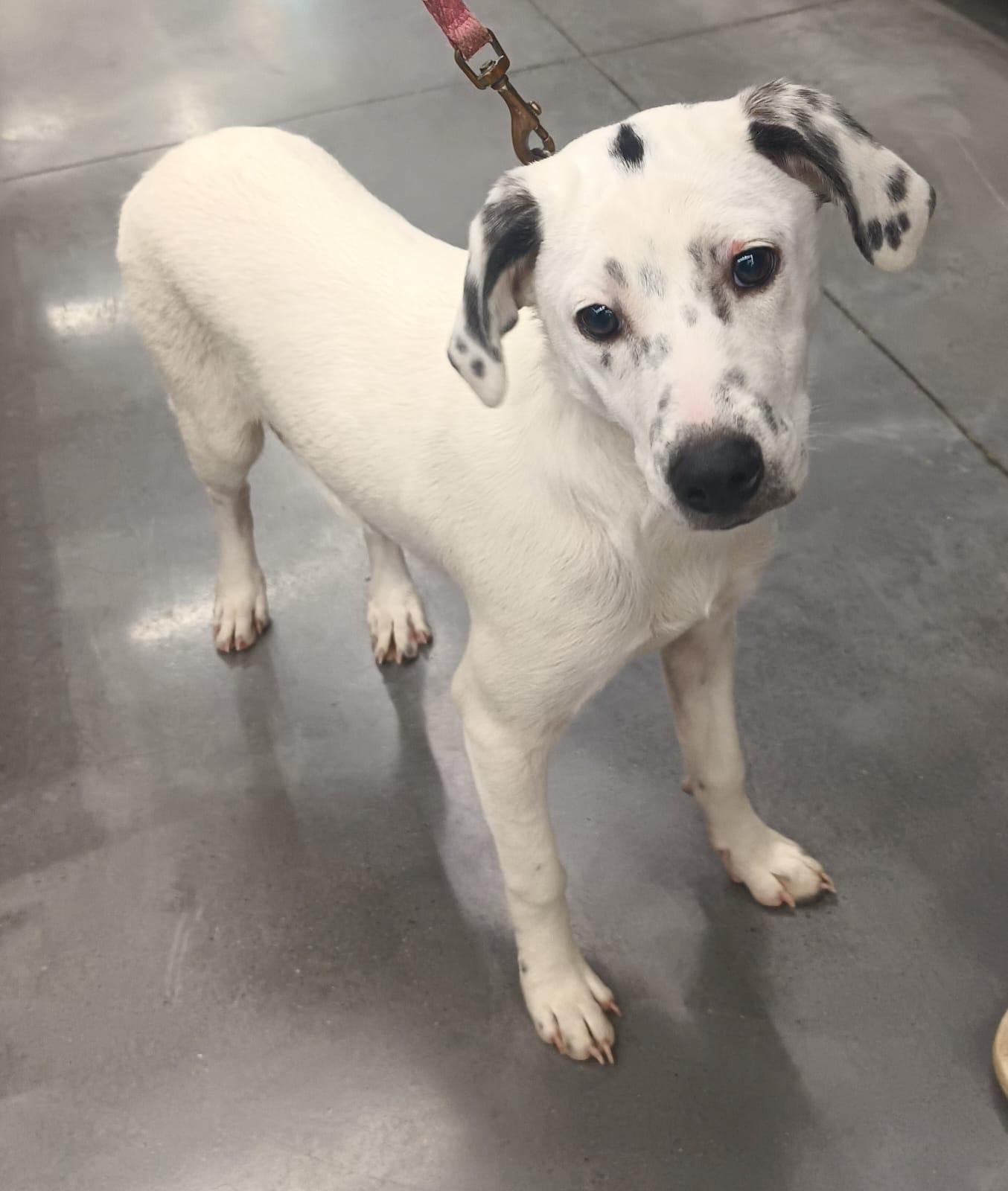 Paloma, a ADOPTABLE mixed breed in San Diego, CA image 4/6