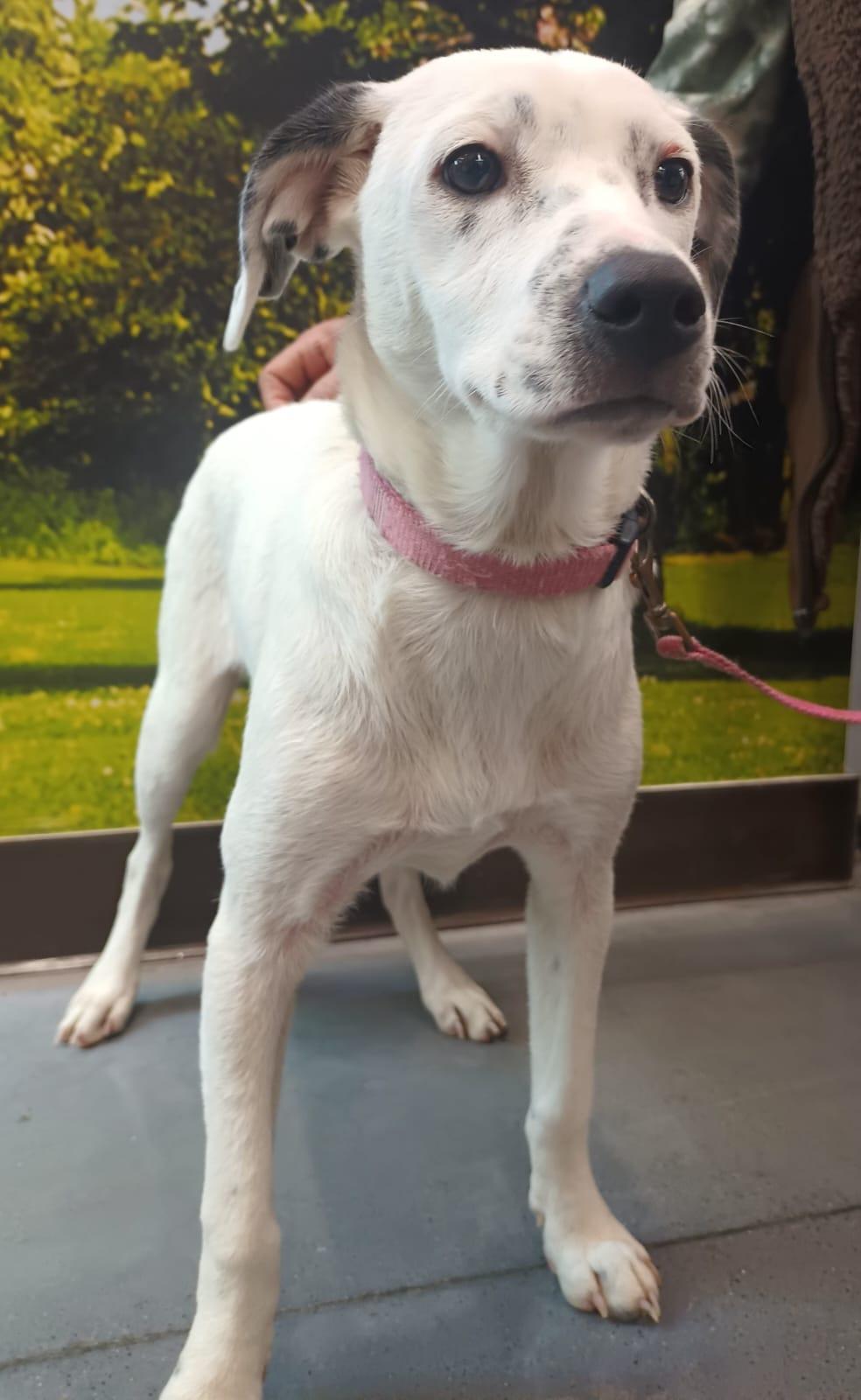 Paloma, a ADOPTABLE mixed breed in San Diego, CA image 5/6