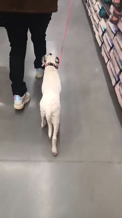 Enlarge Paloma, a ADOPTABLE mixed breed in San Diego, CA video 6/6