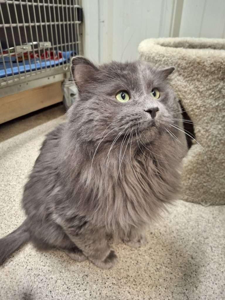 Enlarge BUD, an adopted Domestic Long Hair in Ironwood, MI image 3/6