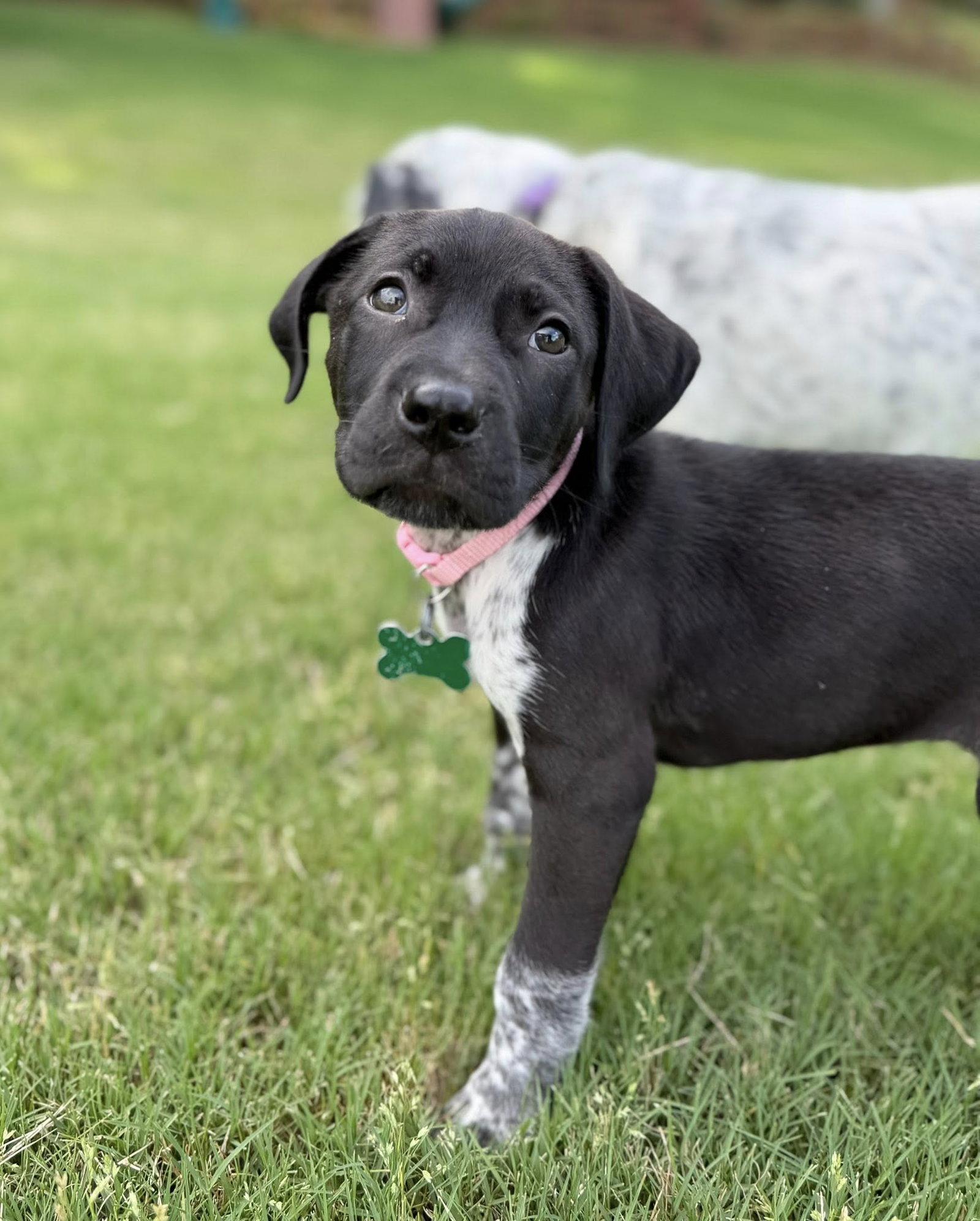 Enlarge Monroe, a Adopted German Shorthaired Pointer in Greenville, SC image 1/3