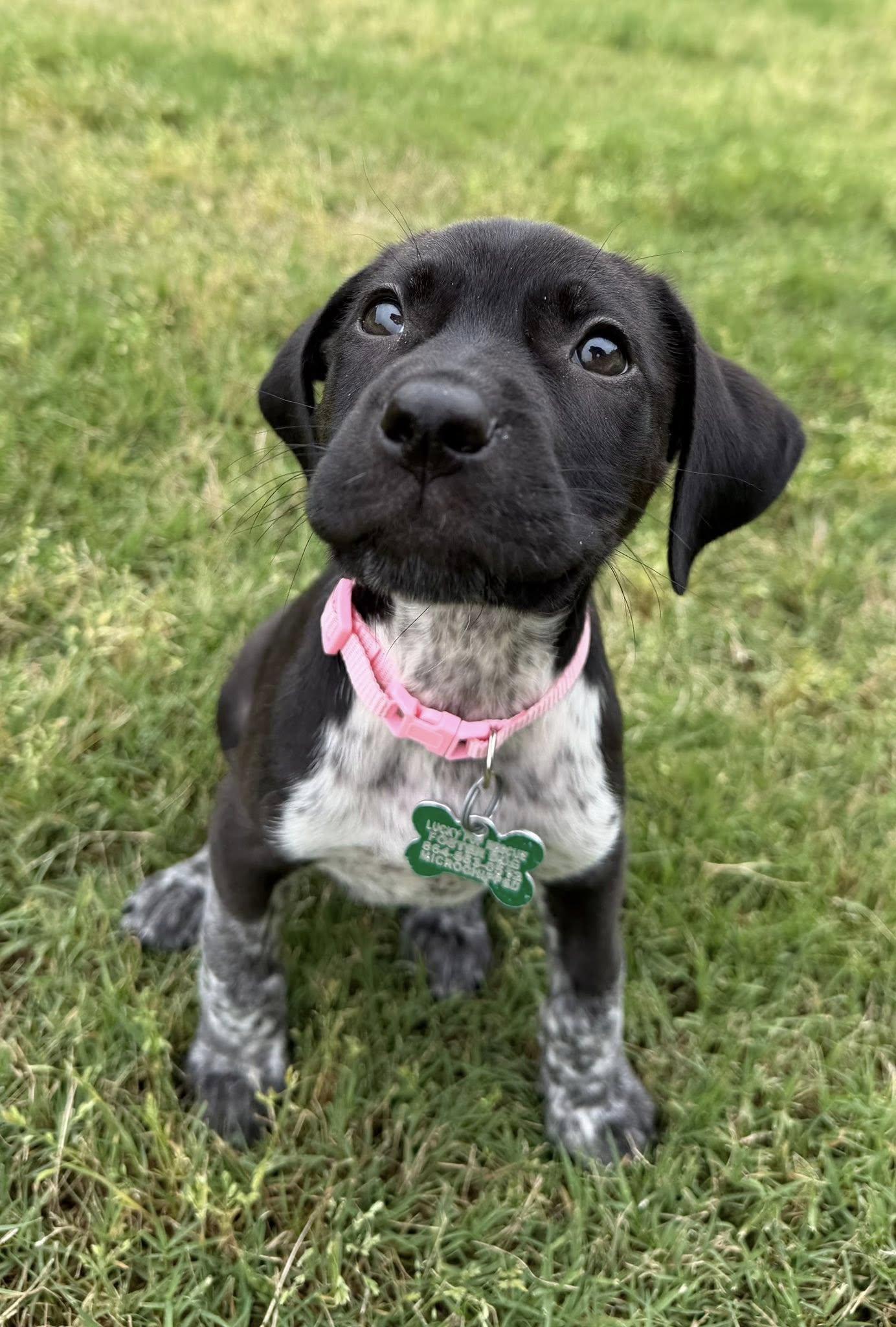 Enlarge Monroe, a Adopted German Shorthaired Pointer in Greenville, SC image 2/3