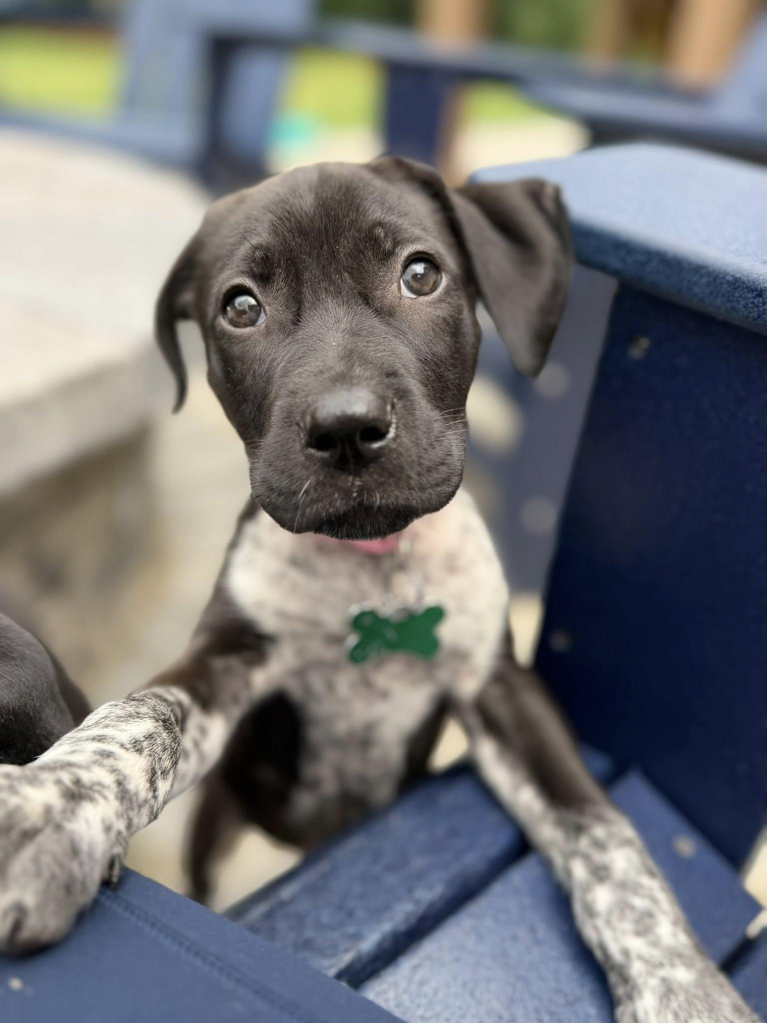 Enlarge Monroe, a Adopted German Shorthaired Pointer in Greenville, SC image 3/3