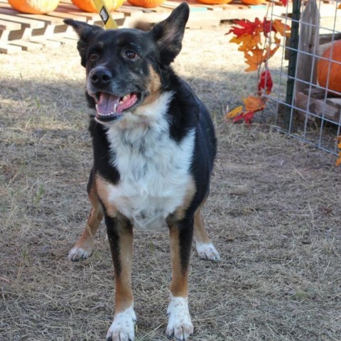 Mandy JoC*, an adoptable Australian Cattle Dog / Blue Heeler, Mixed Breed in Seattle, WA, 98106 | Photo Image 2