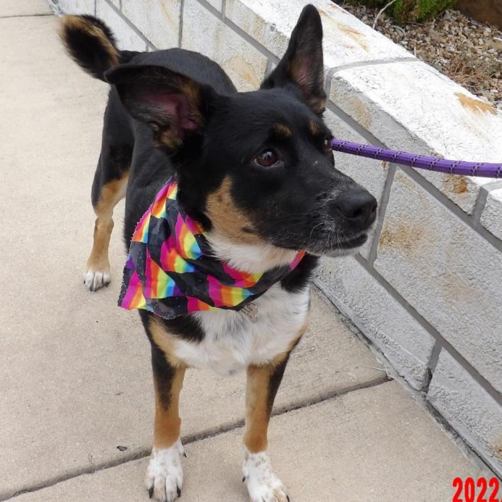 Mandy JoC*, an adoptable Australian Cattle Dog / Blue Heeler, Mixed Breed in Seattle, WA, 98106 | Photo Image 1