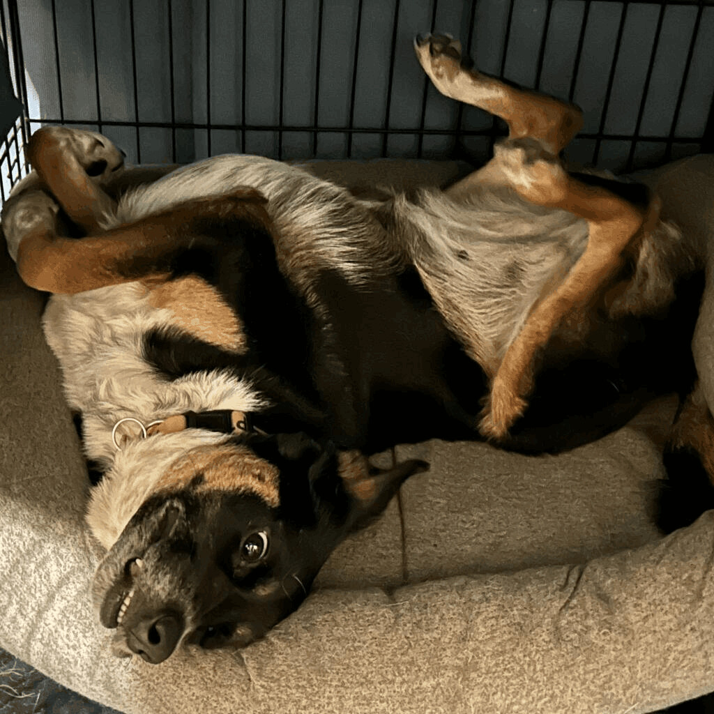 Mandy JoC*, an adoptable Australian Cattle Dog / Blue Heeler, Mixed Breed in Seattle, WA, 98106 | Photo Image 4