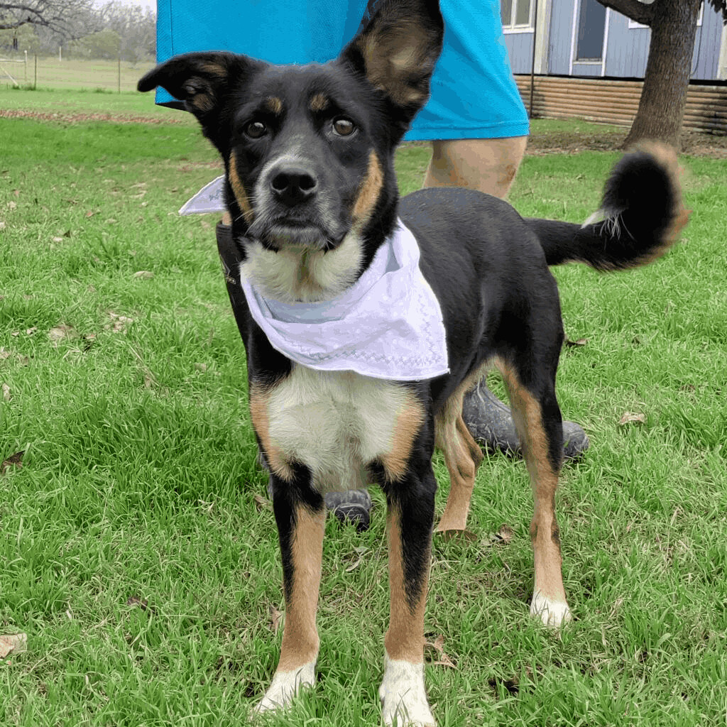 Mandy JoC*, an adoptable Australian Cattle Dog / Blue Heeler, Mixed Breed in Seattle, WA, 98106 | Photo Image 5