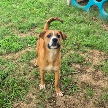 Cowboy, Adoptable, Young Male Hound & Mixed Breed.